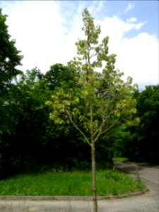 Tilleul de Henry, Tilia henryana, Tiliacées 