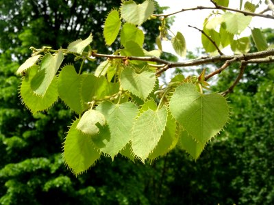 Feuilles du Tilleul de Henry, Tilia henryana, Tiliacées 