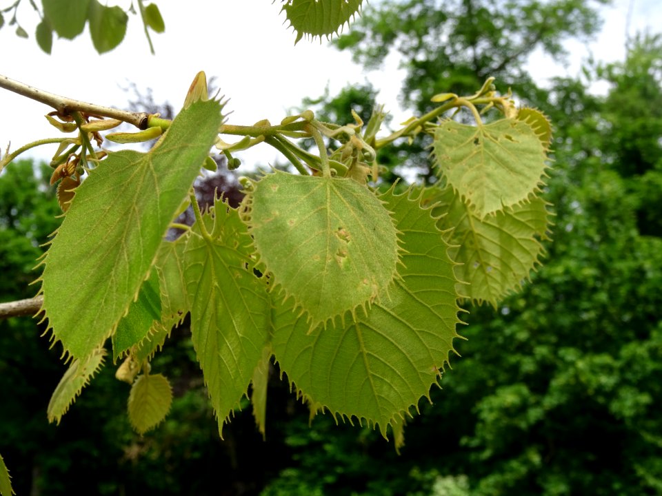Feuilles du Tilleul de Henry, Tilia henryana, Tiliacées 