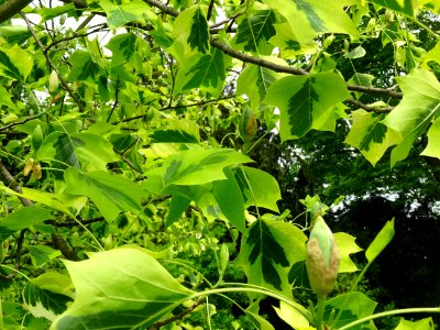 Tulipier de Virginie panaché, Liriodendron tulipifera aure… 