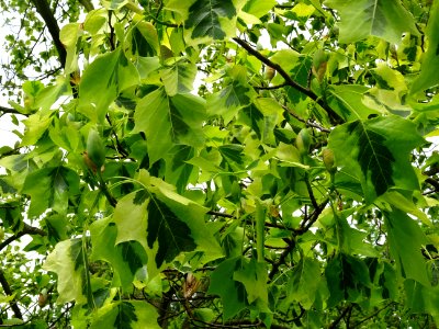 Tulipier de Virginie panaché, Liriodendron tulipifera aure… 