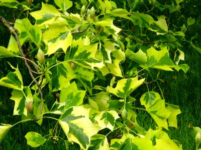Tulipier de Virginie panaché, Liriodendron tulipifera aure… 