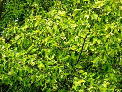 Tulipier de Virginie panaché, Liriodendron tulipifera aure… 