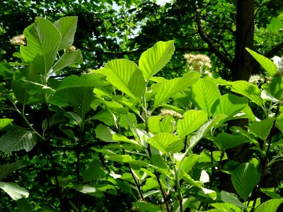 Feuilles et fleurs de l' Alisier blanc, Sorbus aria, Rosac… 