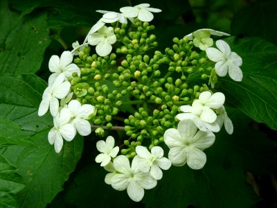 Fleurs de la Viorne obier, Viburnum opulus, Caprifoliacées… 