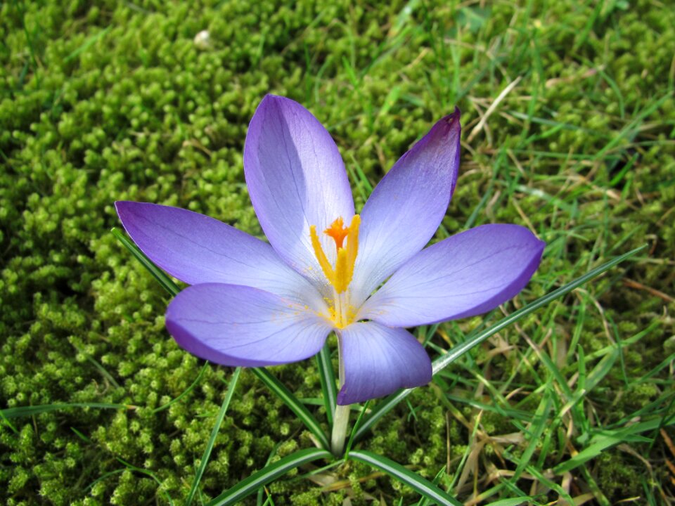 Sun purple spring flower