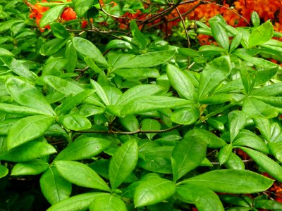 Azalée orange, Azalea mollis orange, Ericacées 
