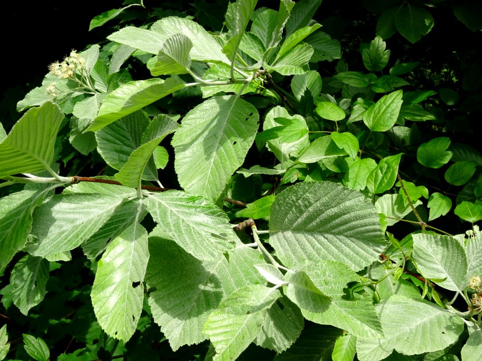 Feuilles et fleurs de l' Alisier blanc, Sorbus aria, Rosac… 