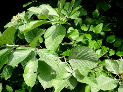 Feuilles et fleurs de l' Alisier blanc, Sorbus aria, Rosac… 