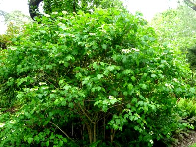 Viorne obier, Viburnum opulus, Caprifoliacées 