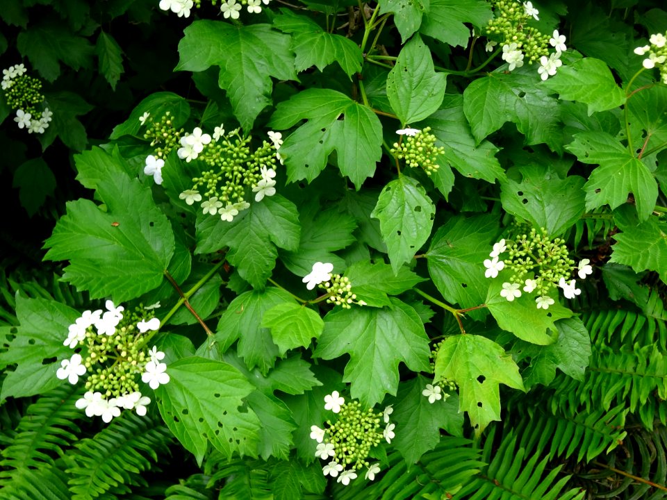 Viorne obier, Viburnum opulus, Caprifoliacées 