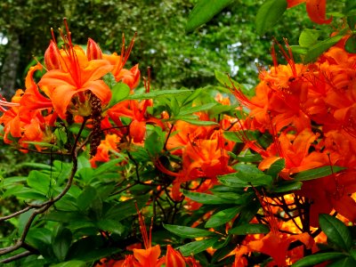 Azalée orange, Azalea mollis orange, Ericacées 