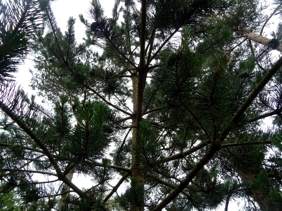 Tronc, branches et aiguilles du Pin sylvestre, Pinus sylve… 