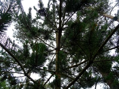 Tronc, branches et aiguilles du Pin sylvestre, Pinus sylve… 
