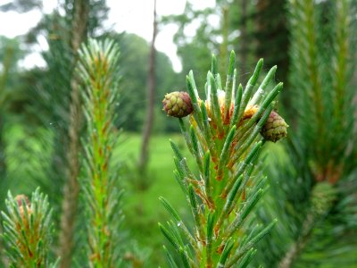 Jeunes cônes femelles du Pin sylvestre, Pinus sylvestris, … 