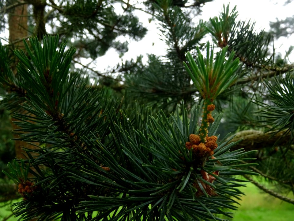 Aiguilles et fleurs mâles en cône du Pin sylvestre, Pinus … 