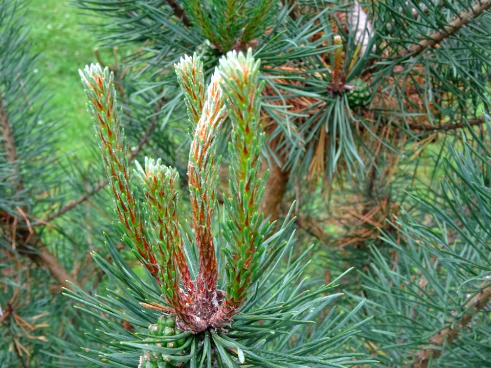 Aiguilles du Pin sylvestre, Pinus sylvestris, Pinacées 