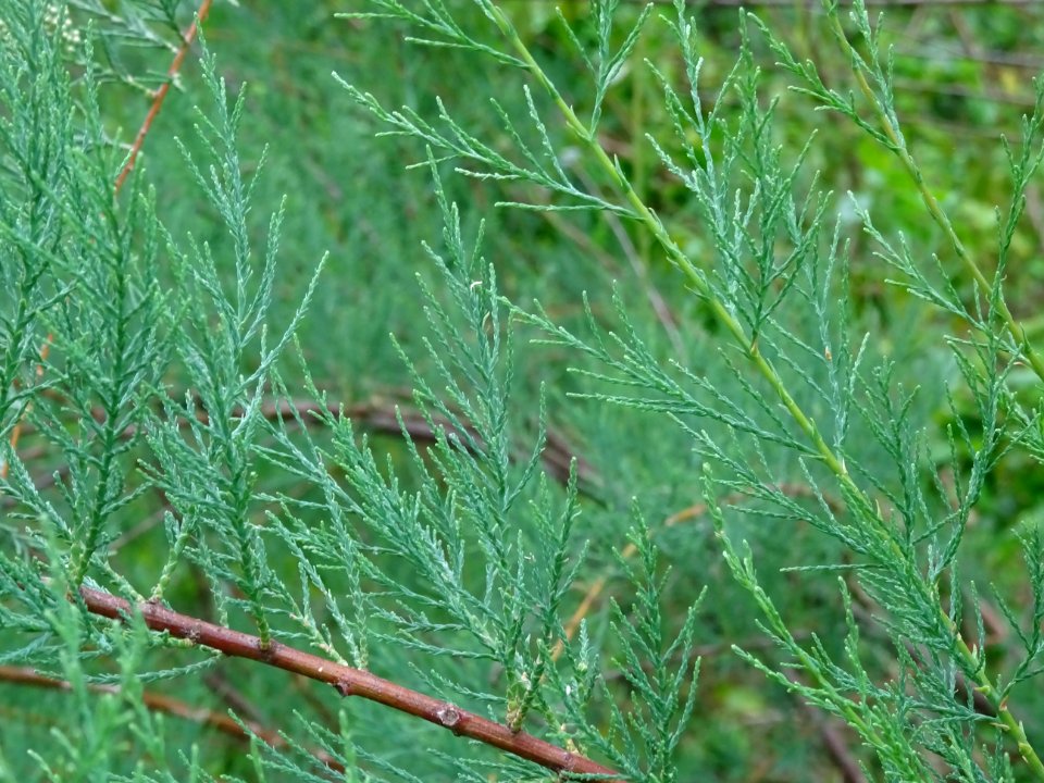 Feuilles alternes et écailleuses du Tamaris d'été, Tamarix… 
