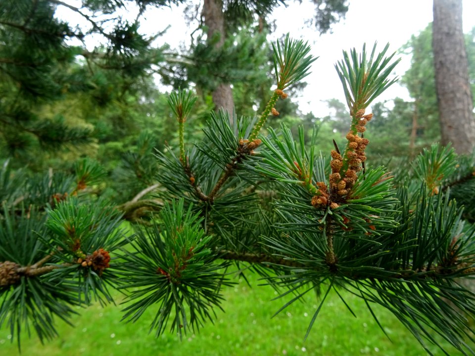 Aiguilles et fleurs mâles du Pin sylvestre, Pinus sylvestr… 
