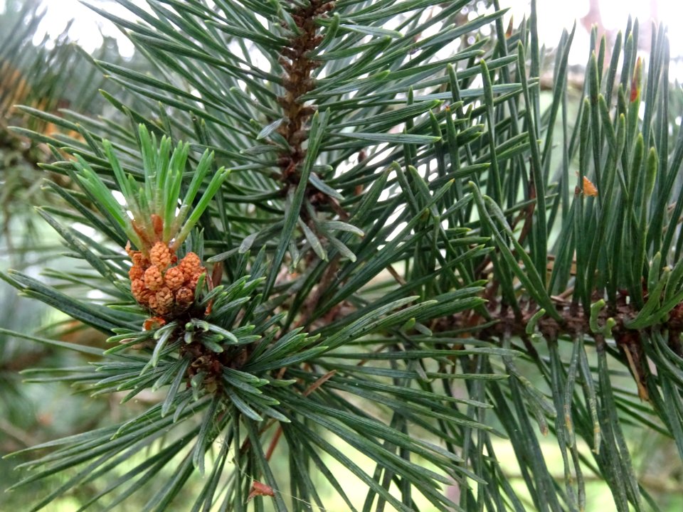 Fleurs mâles en cône du Pin sylvestre, Pinus sylvestris, P… 