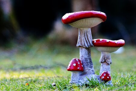 Lucky guy fly agaric gartendeko