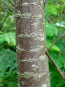 Tronc du Tamaris d'été, Tamarix ramosissima, Tamaricacées 