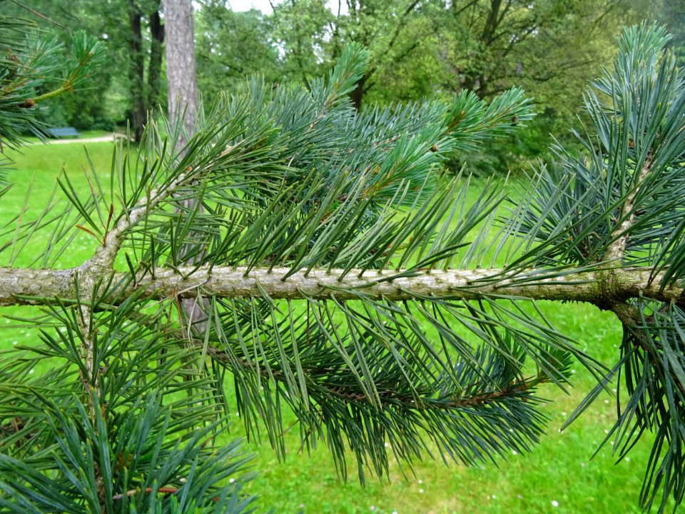Aiguilles sur une branche du Pin sylvestre, Pinus sylvestr… 