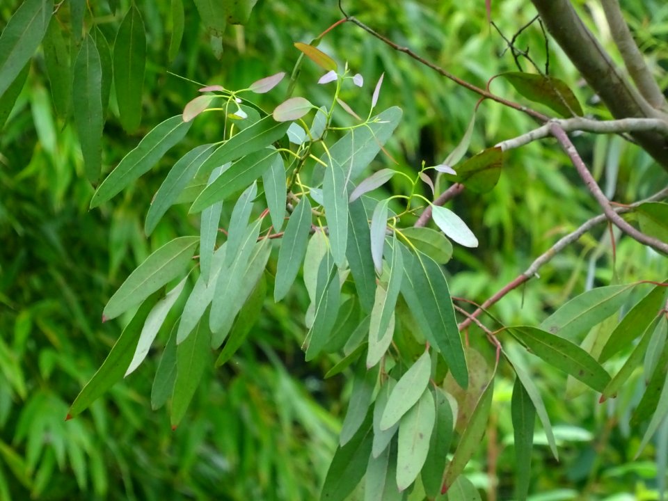 Feuilles de l'Eucalyptus, Eucalyptus sp, Myrtacées 
