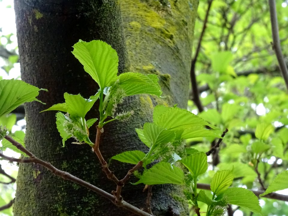 Feuilles et fruits du Mûrier noir, Morus nigra, Moracées 