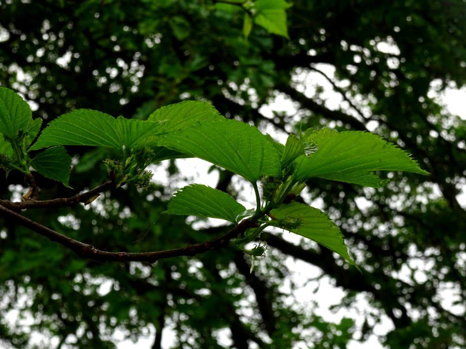 Feuilles et fruits du Mûrier noir, Morus nigra, Moracées 