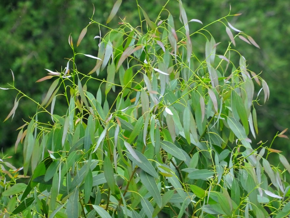 Feuilles de l'Eucalyptus, Eucalyptus sp, Myrtacées 