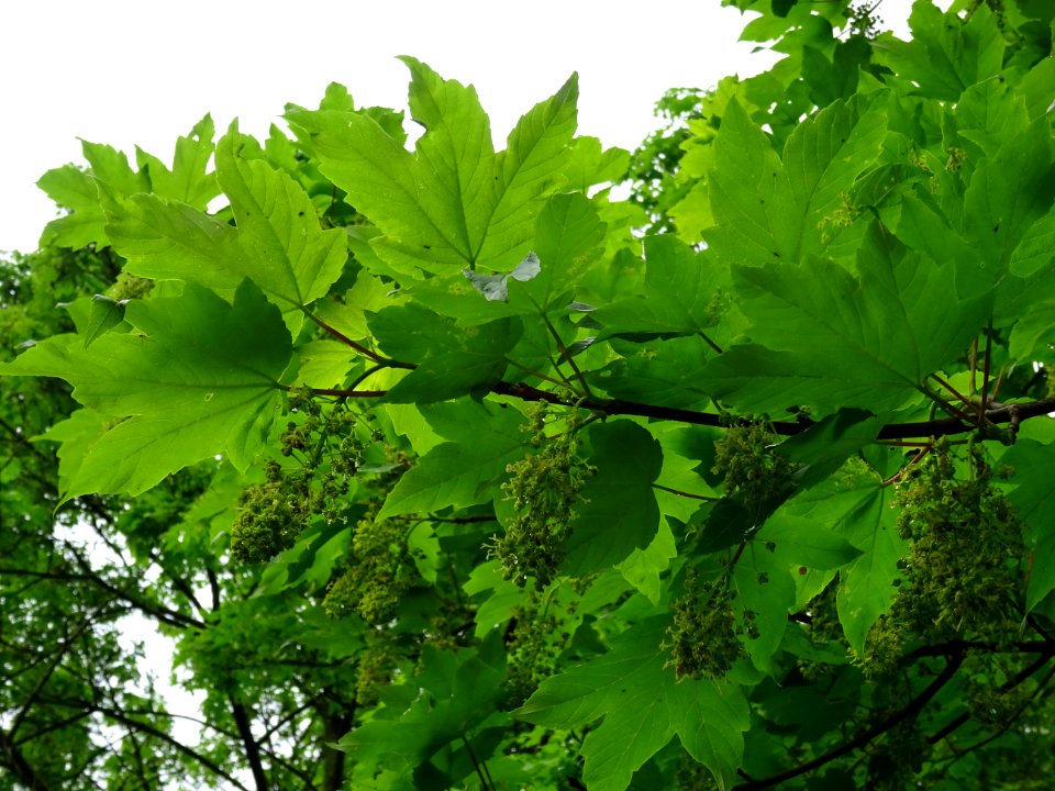 Feuilles et grappes de fleurs, Erable sycomore, Acer pseud… 