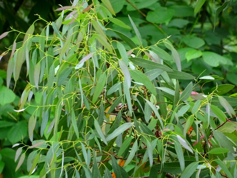 Feuilles de l'Eucalyptus, Eucalyptus sp, Myrtacées 