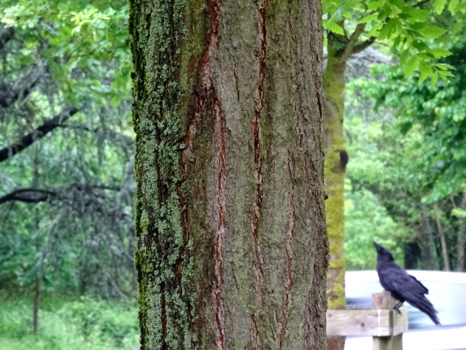 Tronc du Savonnier, Koelreuteria paniculata, Sapindacées 