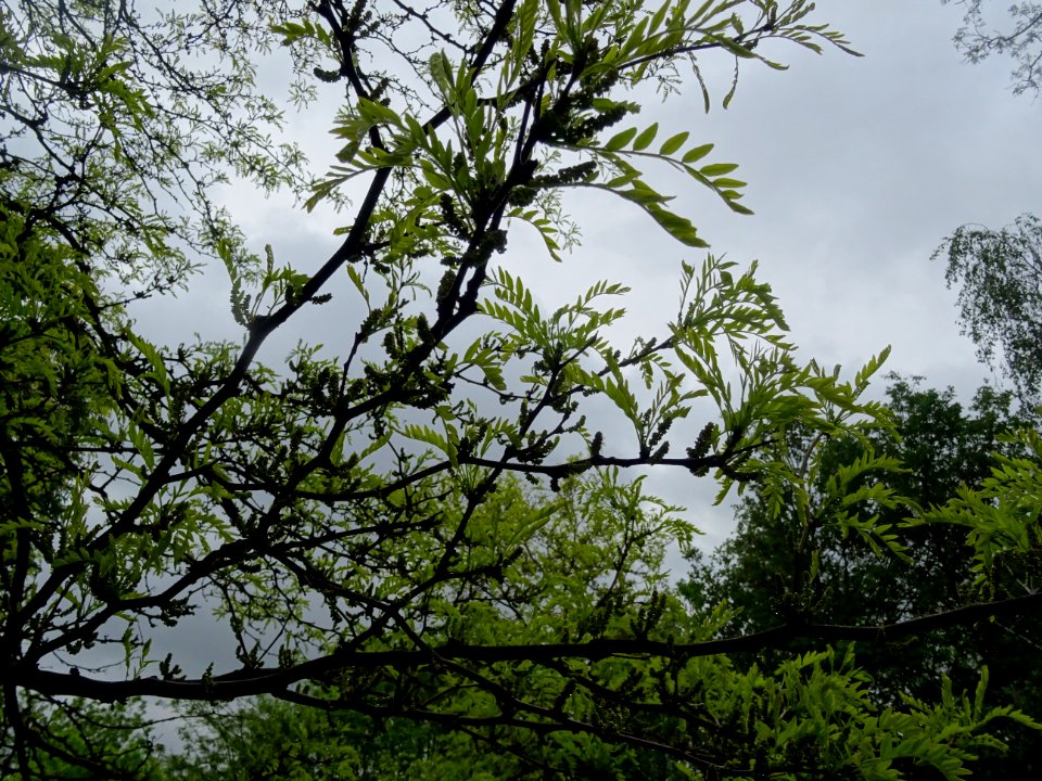 Feuilles et fleurs du Févier d'Amérique doré, Gleditsia tr… 