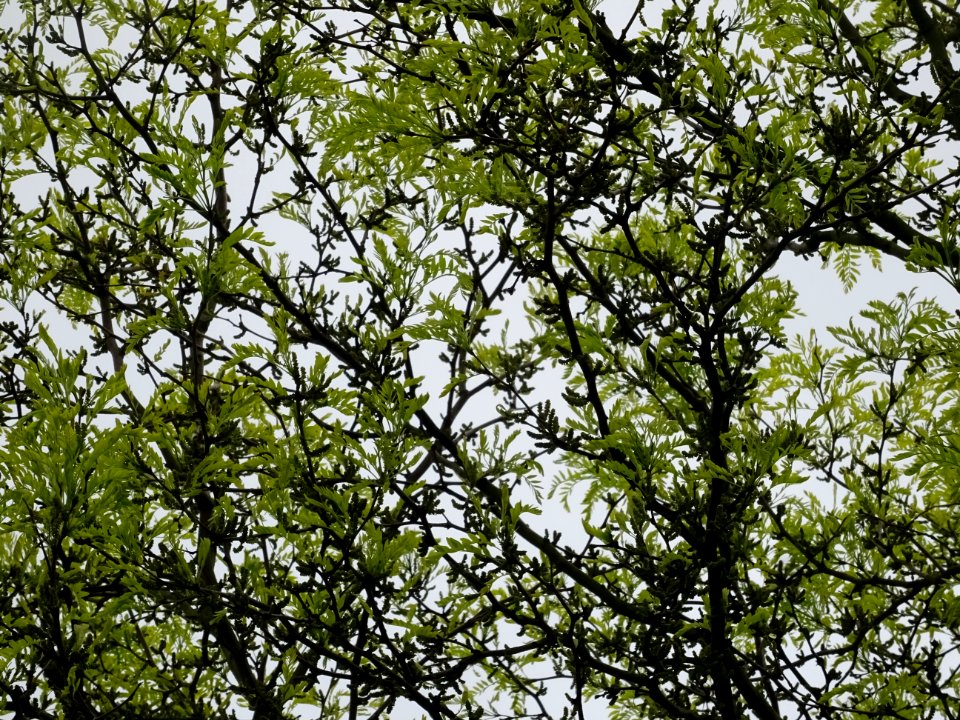 Feuilles et fleurs du Févier d'Amérique doré, Gleditsia tr… 