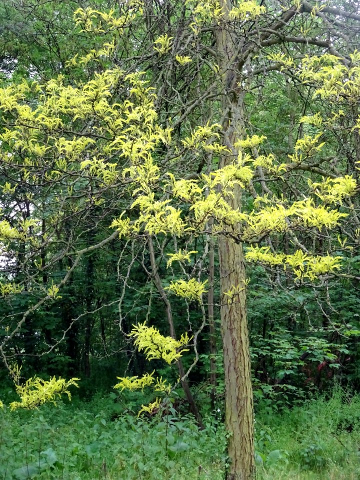 Févier d'Amérique doré, Gleditsia triacanthos Sunburst, Cé… 
