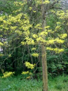 Févier d'Amérique doré, Gleditsia triacanthos Sunburst, Cé… 