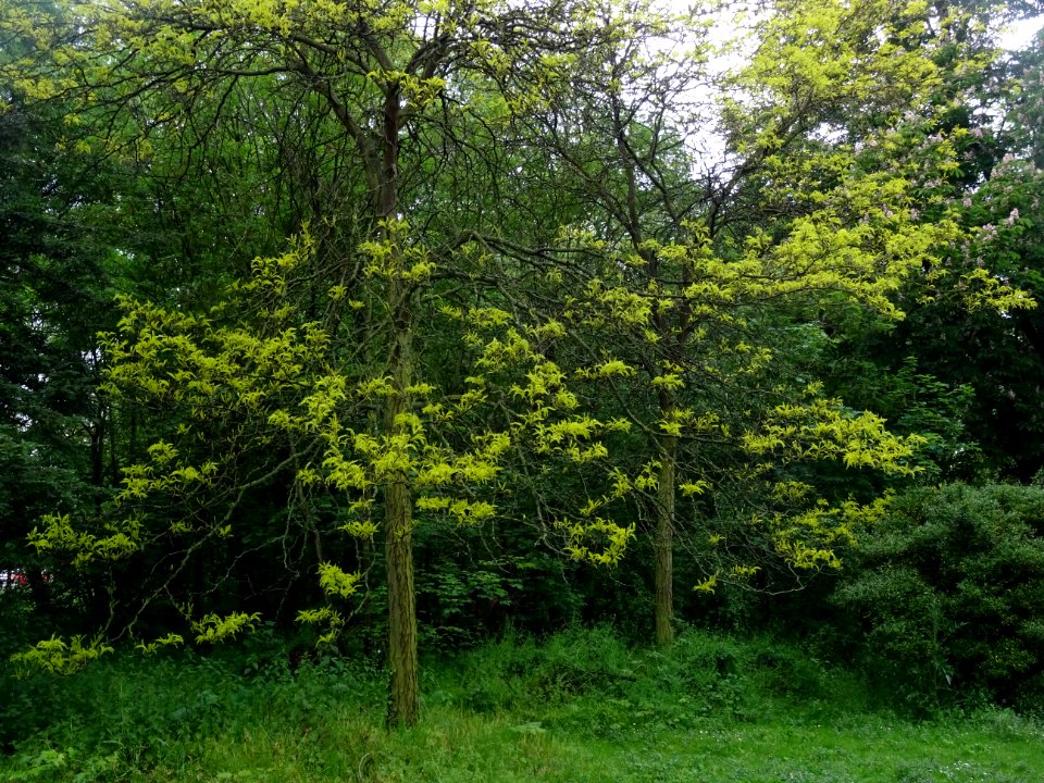 Févier d'Amérique doré, Gleditsia triacanthos Sunburst, Cé… 