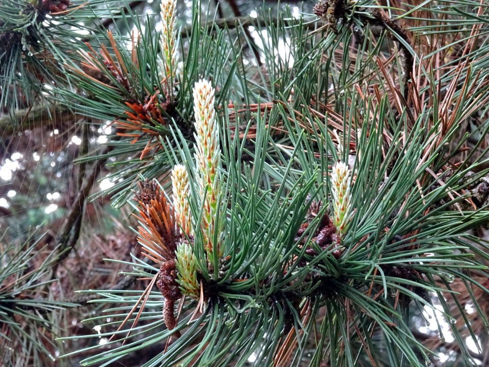 Aiguilles du Pin noir d'Autriche, Pinus nigra austriaca, P… 