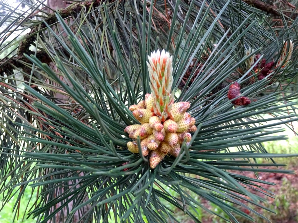 Cônes mâles du Pin noir d'Autriche, Pinus nigra austriaca,… 
