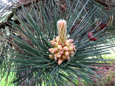 Cônes mâles du Pin noir d'Autriche, Pinus nigra austriaca,… 