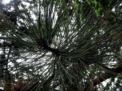 Aiguilles du Pin noir d'Autriche, Pinus nigra austriaca, P… 