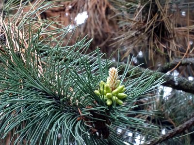Cônes mâles du Pin noir d'Autriche, Pinus nigra austriaca,… 
