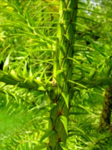 Jeune tronc de l'Araucaria élégant ou Sapin de Chine, Cunn… 