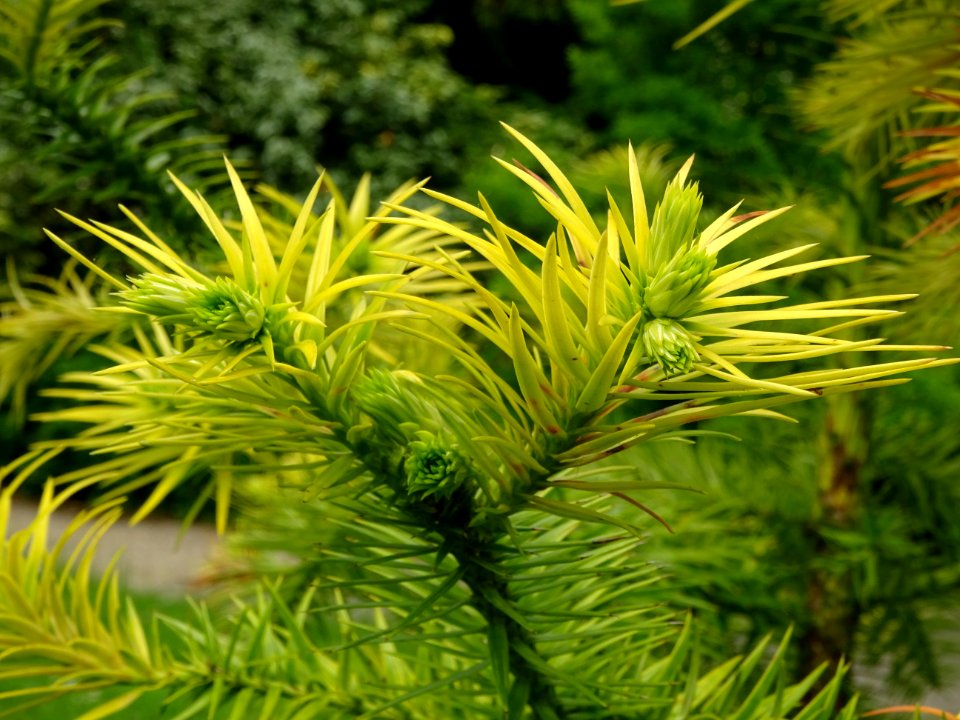 Jeunes pousses terminales de l'Araucaria élégant ou Sapin … 