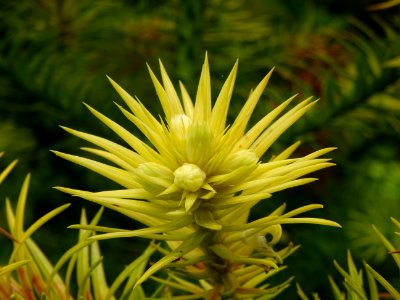 Jeune pousse terminale de l'Araucaria élégant ou Sapin de … 