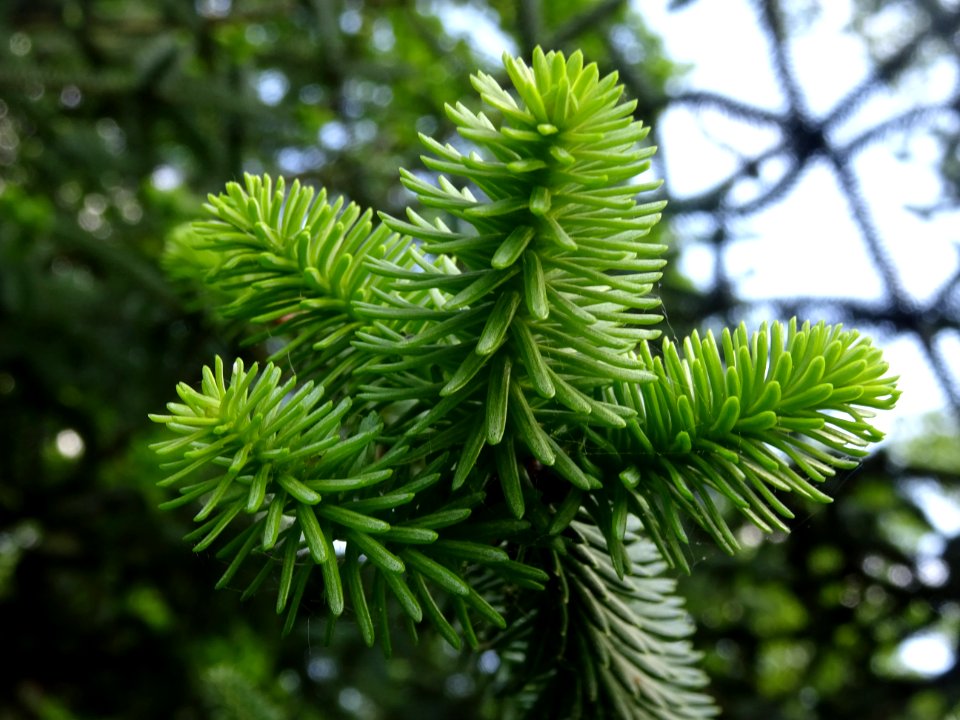 Sapin d'Andalousie ou Sapin d'Espagne, Abies pinsapo, Pina… 