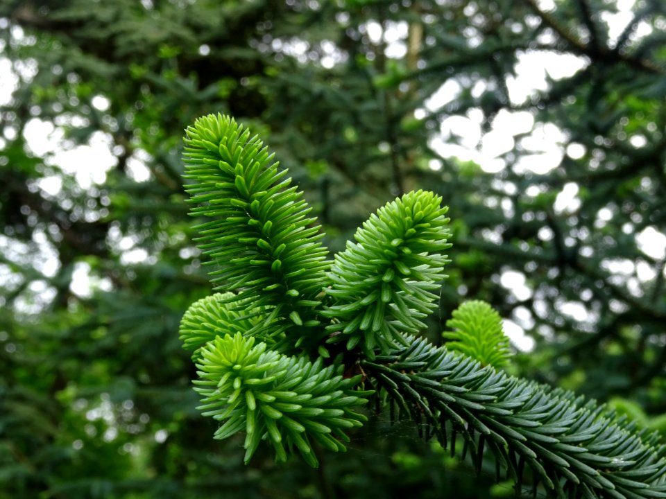 Sapin d'Andalousie ou Sapin d'Espagne, Abies pinsapo, Pina… 