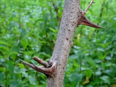 Epines sur un rameau de Robinier faux-acacia, Robinia pseu… 